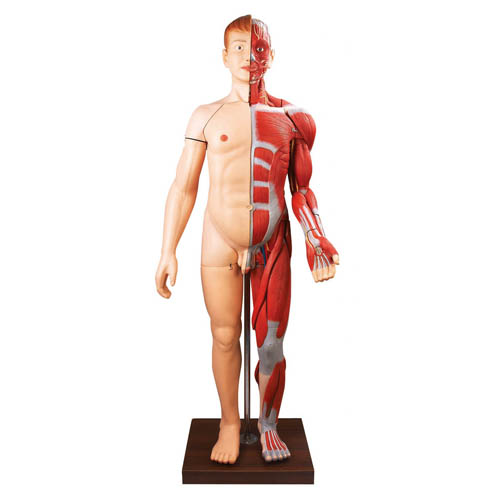 Human Body Muscles
